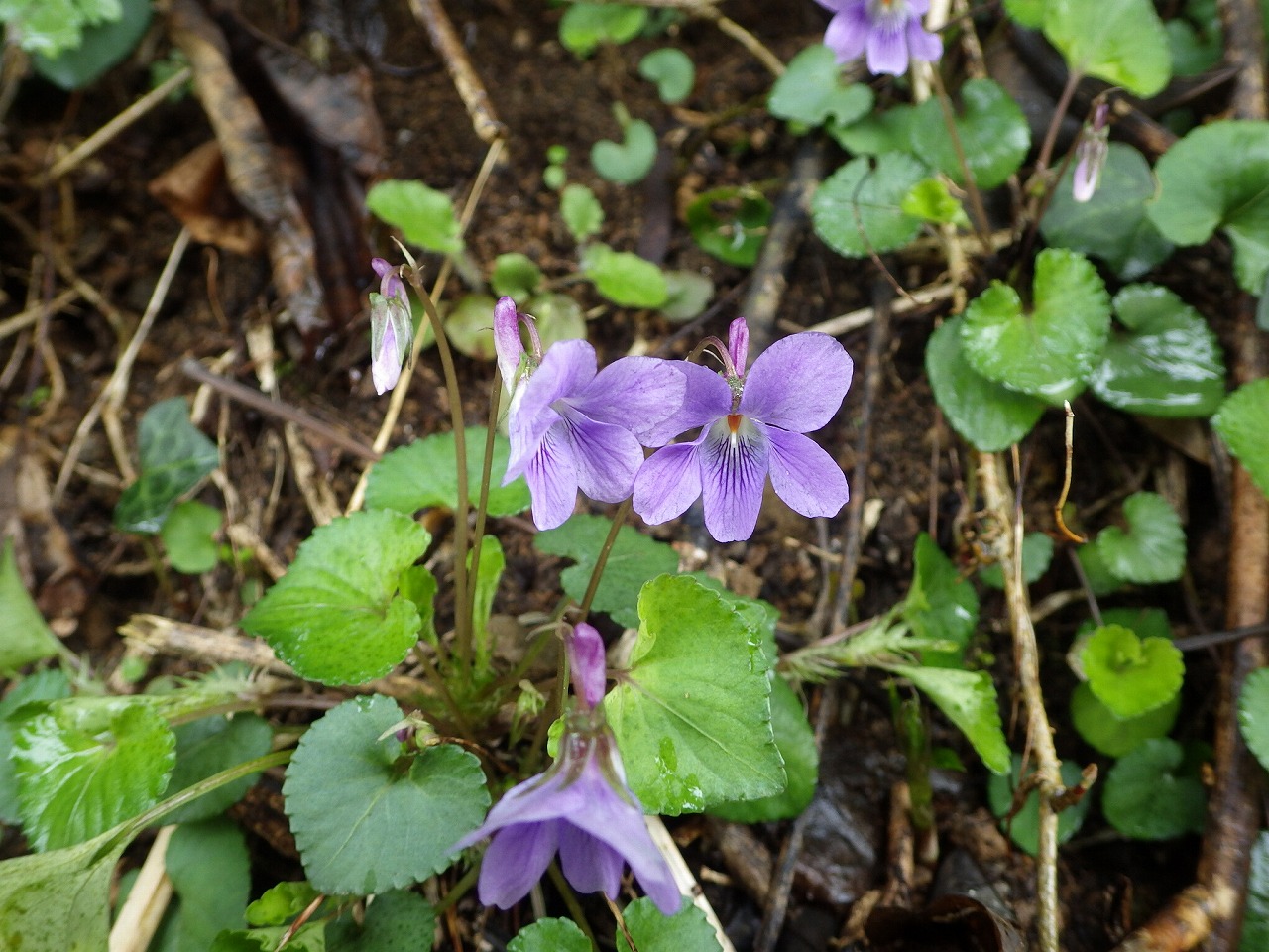 tatitubosumire