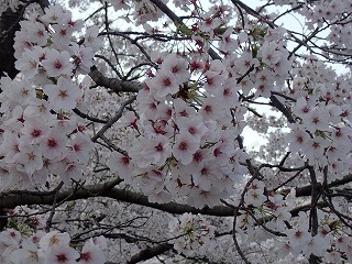 桜