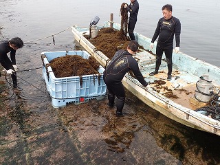 アカモクの水揚げ