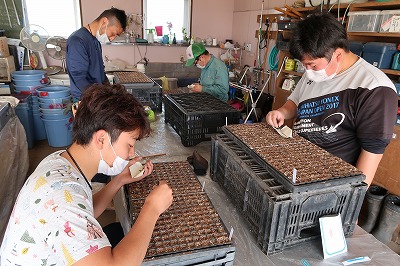 アスター播種 アスター播種