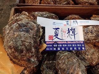 イワガキ（福部支所）
