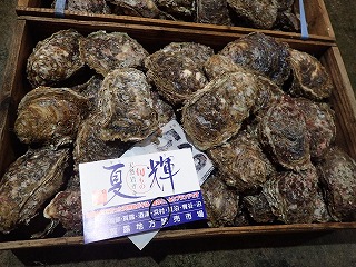 イワガキ(浜村支所)
