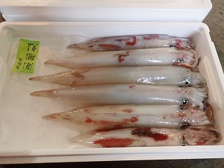 ケンサキイカ（白いか）