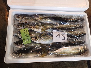 マアジ