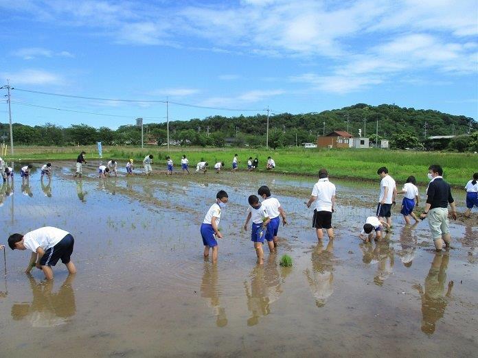 田植え風景