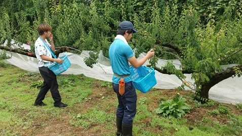 ウメの収穫