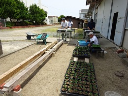 花の鉢上げ