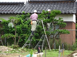 校内樹木の剪定の様子