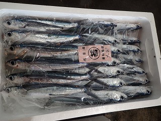 ツクシトビウオ(角あご)