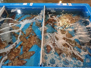 マゴチ