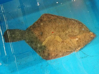 マコガレイ