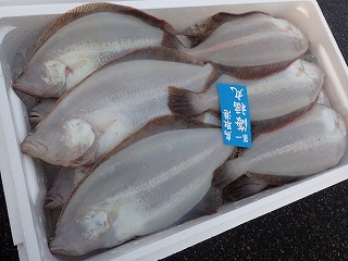 ムシガレイ(紋がれい)
