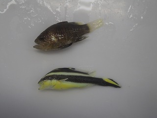 上：クロイシモチ、下：コロダイの幼魚