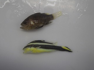 上:クロイシモチ、下:コロダイの幼魚