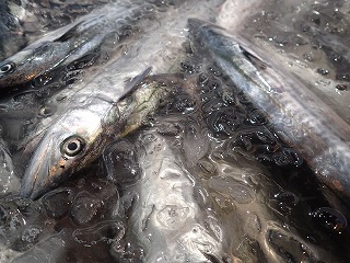 サゴシ(サワラの当歳魚)