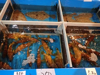 活魚(手前キジハタ、奥ヒラメ)