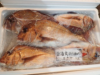 マダイ