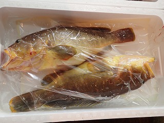 アオハタ(きあら)
