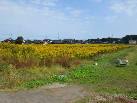 琴浦町の休耕地