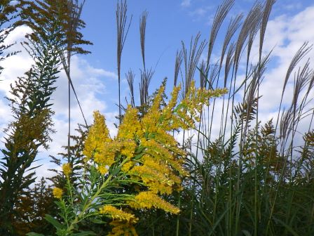 在来植物との競合