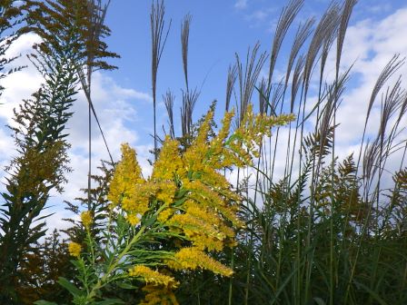 在来植物との競合