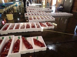 水揚げ状況(賀露)