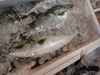 ハマチ(ブリの若魚)