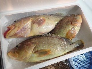アオハタ(きあら)