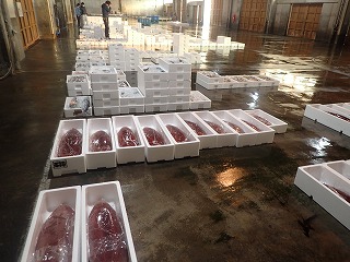 酒津~泊地区の水揚げ