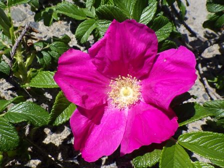 ５月のハマナスの花