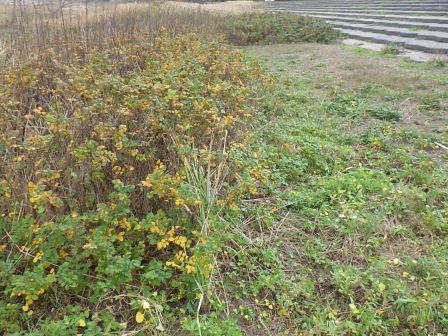 セイタカアワダチソウを除去した後のハマナスの自生地