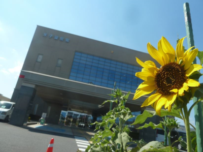 ひまわり開花