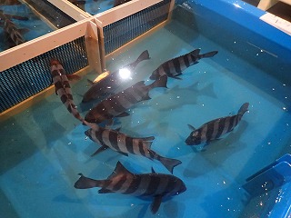 イシダイ