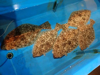 ヒラメ
