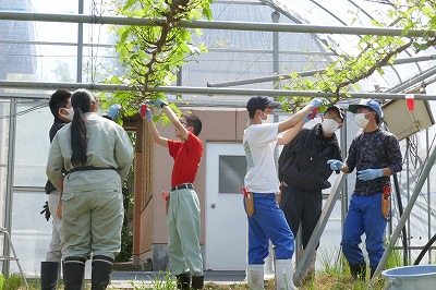 デラウェア種無し処理