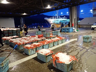 第88明神丸の水揚げ状況