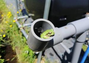 かえる