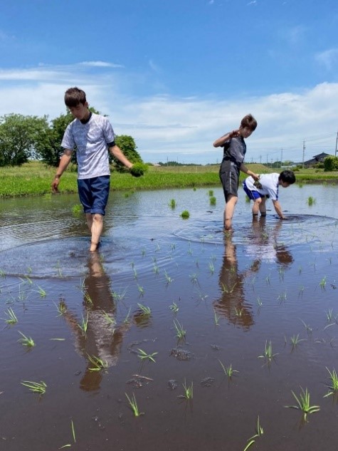 田植え2