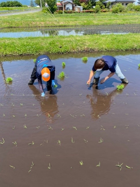 田植え4