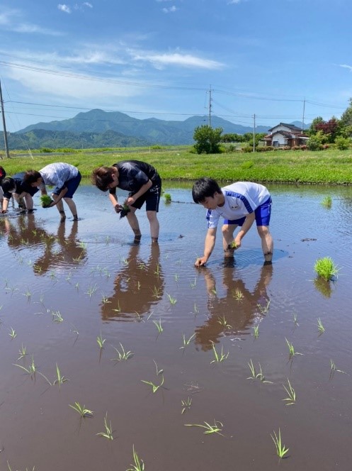 田植え5