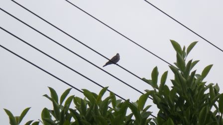 近くで見守るもう１羽