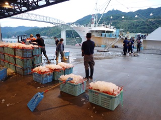 新潟船籍のベニズワイかにかご漁船の荷揚げ風景