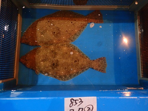 ヒラメ