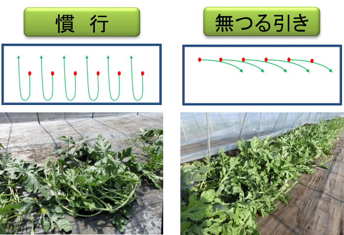 （左）慣行栽培による整枝方法、（右）無つる引き栽培による整枝方法