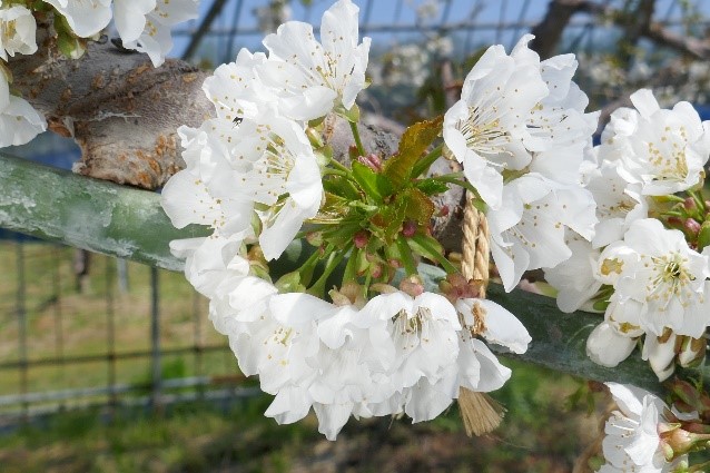 オウトウの花