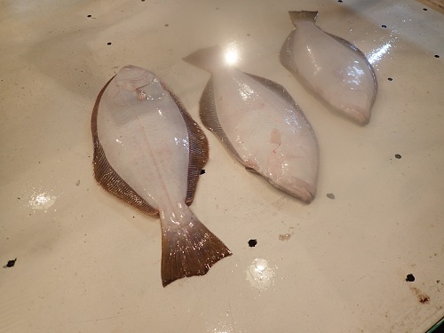 ヒラメ