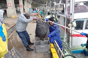 水揚げ