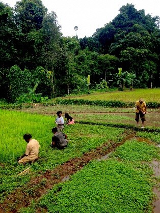 生産性向上が課題のタイの農業
