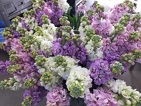 花きコース 冬の切り花 花壇苗を出荷しています とりネット 鳥取県公式サイト