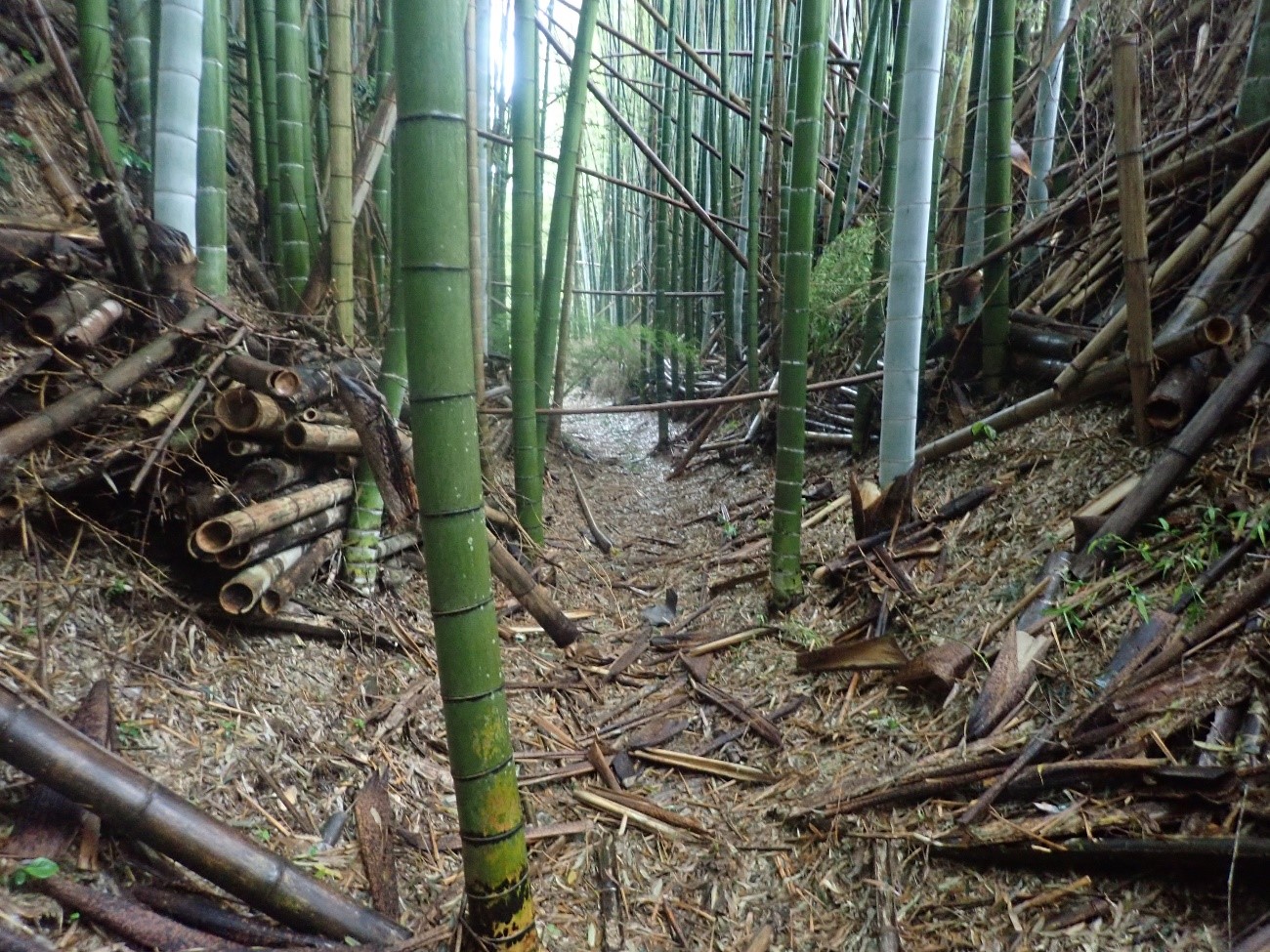 竹林に囲まれた空堀の写真です。堀底の両側には急な斜面が見えます。